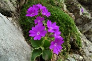 68  Primula irsuta (Primula hirsuta) alla Bocchetta Triomen (2200 m)